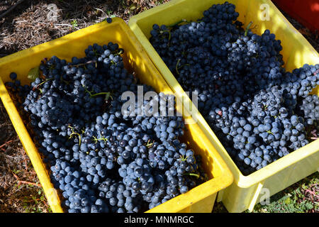 Poubelles remplis de raisins rouges dans un vignoble durant la saison des récoltes, près de la ville de Chamoson, vallée du Rhône, Canton du Valais, Suisse. Banque D'Images