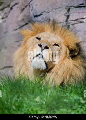 Homme African Lion (Panthera leo) Banque D'Images