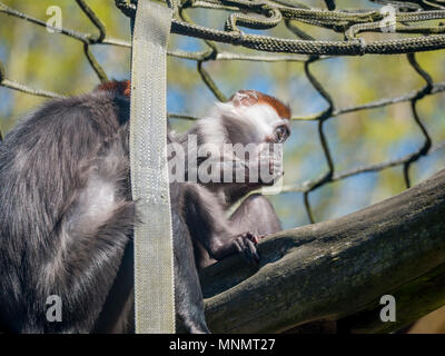 Cherry Mangabey couronné (Cercocebus torquatus) Banque D'Images