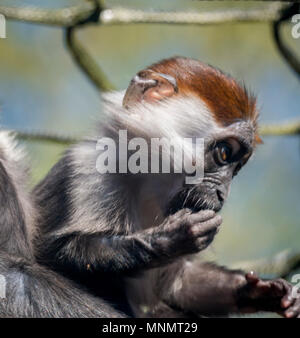 Cherry Mangabey couronné (Cercocebus torquatus) Banque D'Images