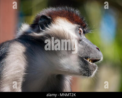 Cherry Mangabey couronné (Cercocebus torquatus) Banque D'Images