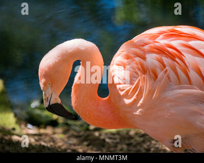 Flamant du Chili (Phoenicopterus chilensis) Banque D'Images