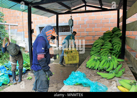 Couper les bananes sur columbian ferme, près de El Jardin, Anioquia, Colombie Banque D'Images