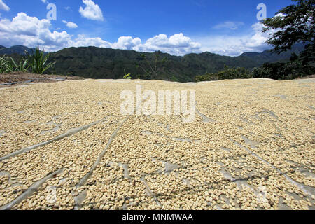 Le séchage des grains de café dans le soleil. Les plantations de café sur les montagnes de San Andres, Colombie Banque D'Images