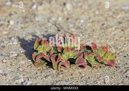 Les fleurs rouges fleurissent dans la terre sèche, la côte chilienne Banque D'Images