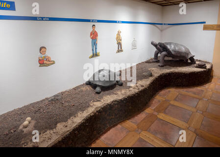 Afficher comparer les tortues géantes de la vie et de la taille à l'homme dans le centre d'élevage de tortues géantes sur l'île Isabela, îles Galapagos, en Équateur. Banque D'Images