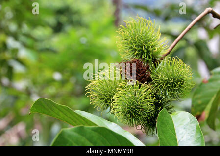 Nephelium Lappaceum ramboutan, le litchi, comme les fruits avec de longues épines, Costa Rica Banque D'Images
