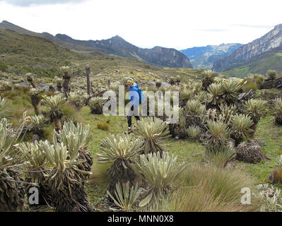 Randonneur dans highland paramo colombien de Cocuy Parc National, entouré par les belles plantes Frailejones, Espeletia, Colombie Banque D'Images