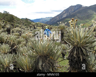 Randonneur dans highland paramo colombien de Cocuy Parc National, entouré par les belles plantes Frailejones, Espeletia, Colombie Banque D'Images