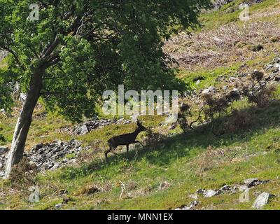 Roe Deer Buck à l'air libre sur le côté du peigne, Parc National de Lake District, Cumbria, Royaume-Uni Banque D'Images