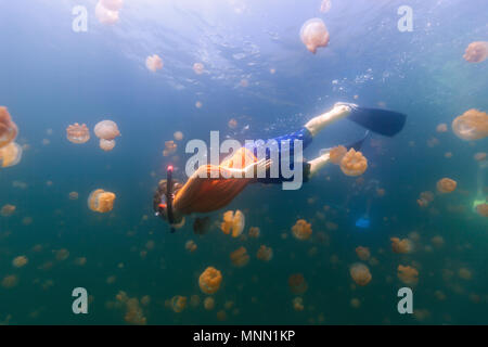 De photo sous-marine Plongée enfant touristique avec méduse sans dard endémique au lac de Palau.