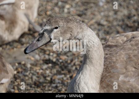 Portrait of a cygnet (baby swan) à une plage de galets à Saltash, Cornwall Banque D'Images