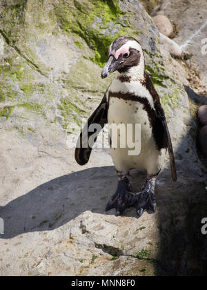 Penguin debout sur des rochers. ( Manchot Spheniscus demersus) également connu sous le nom de la Jackass penguin et putois. Banque D'Images