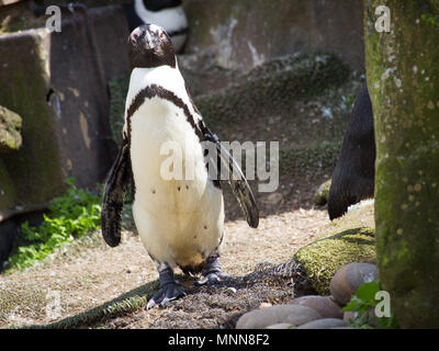 Penguin debout sur des rochers. ( Manchot Spheniscus demersus) également connu sous le nom de la Jackass penguin et putois. Banque D'Images