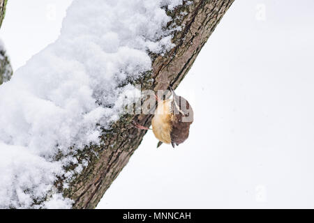 Libre d'un petit oiseau troglodyte de Caroline brun perché sur la branche d'arbre tronc lors d'un hiver neige coloré de Virginie, flocons de neige tomber Banque D'Images