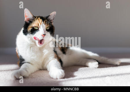 Gros Plan Du Chat Calico Sur Le Salon La Chambre Prix De La Moquette Avec La Lumiere Du Soleil Douce Distraction De Toilettage A La Colere Photo Stock Alamy