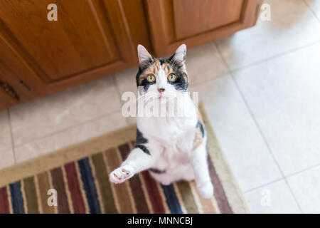 Chat Calico debout sur ses pattes de la mendicité pour traiter une patte, adorable, mignon de grands yeux pour demander de la nourriture dans la cuisine par les armoires, faire trick Banque D'Images