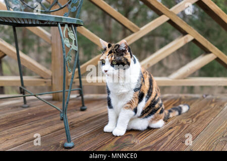 Chat Calico assis sur une terrasse en bois donnant sur terrasse, Patio, jardin extérieur, maison sur étage par chaise en métal Banque D'Images