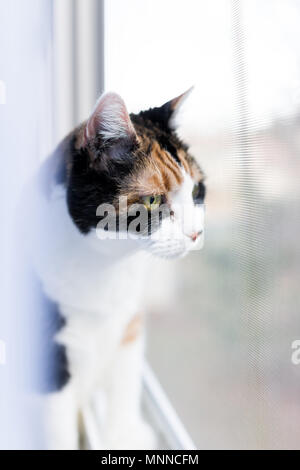 Mignon femelle chat calico gros plan du visage au rebord de la fenêtre à regarder derrière les rideaux de verre par l'extérieur stores Banque D'Images