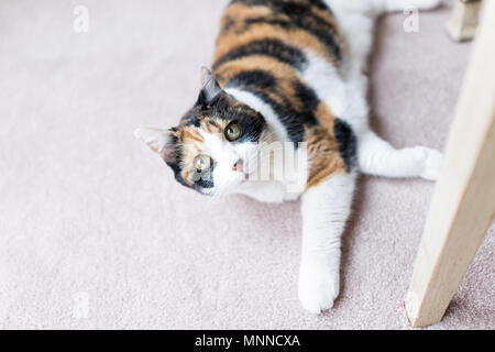 Chat Calico jusqu'à mentir sur de grands yeux mignon adorable tapis sous la table Banque D'Images