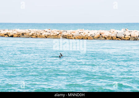 Deux des dauphins nager dans l'eau bleu clair à Venise, en Floride dans la jetée sud du port de plaisance et du Parc Banque D'Images