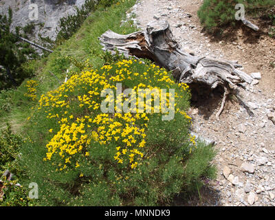 L'Olympe mountain-fleurs jaunes sur la façon de Zolotas refuge Banque D'Images