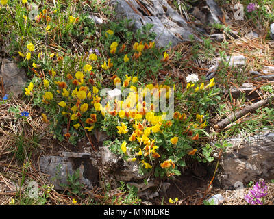 L'Olympe mountain-fleurs jaunes sur la façon de Zolotas refuge Banque D'Images