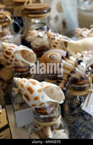Affichage de beaux coquillages spot léopard dans une boutique de cadeaux. Banque D'Images