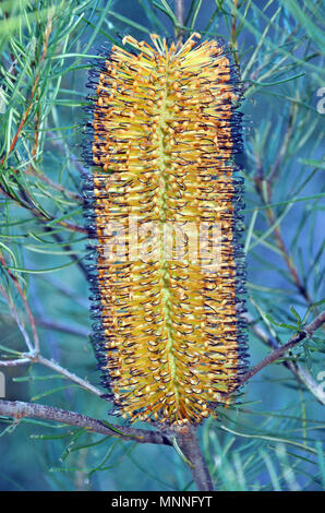 Banksia spinulosa australienne (inflorescence), banksia épingle le Royal National Park, NSW. Originaire de l'Est de l'Australie. Banque D'Images