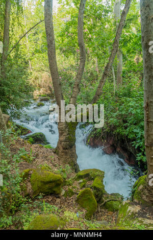 L'Hermon Stream (Banias) Réserve Naturelle, le nord d'Israël Banque D'Images