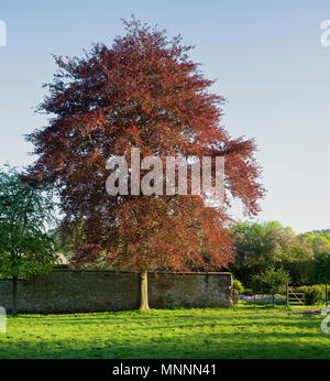 Printemps Copper Beech tree dans la lumière du soleil du soir dans le village de Cornwell au printemps. Cornwell, Cotswolds, Oxfordshire, Angleterre Banque D'Images