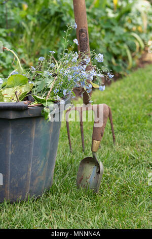 Les plantes mortes de compensation et les mauvaises herbes du jardin dans un seau d'une main et la truelle garden fork Banque D'Images