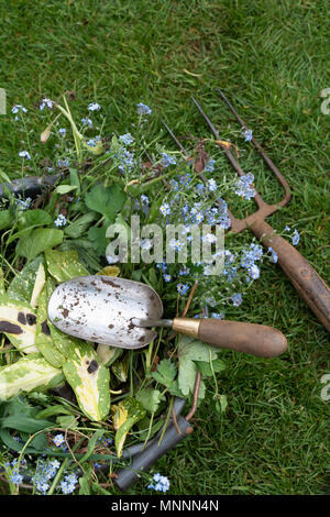 Les plantes mortes de compensation et les mauvaises herbes du jardin dans un seau d'une main et la truelle garden fork Banque D'Images