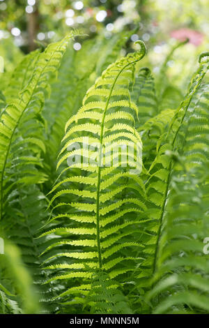 Matteuccia struthiopteris. Volant fern déployant au printemps Banque D'Images