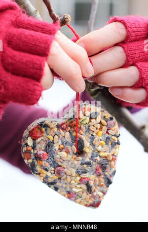 L'étape par étape 6/7 : faire de l'hiver berry les mangeoires avec un emporte-pièce. Coeur fait maison en forme d'étoile et les mangeoires suspendues à partir de la branche d'arbre - hiver UK Banque D'Images