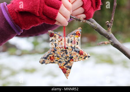 L'étape par étape 6/7 : faire de l'hiver berry les mangeoires avec un emporte-pièce. En forme d'étoile maison mangeoire est suspendu à partir de la branche d'arbre dans la neige après le jardin Banque D'Images