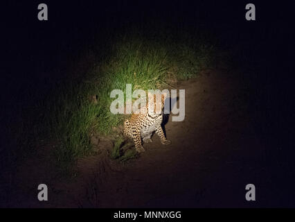 Leopard dans un spot alors que sur le vagabondage dans la nuit dans le parc national du lac Mburo en Ouganda Banque D'Images