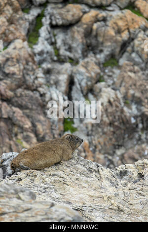 Rock dassie (rock hyrax) sur le rivage de Walker Bay, Hermanus, Afrique du Sud Banque D'Images