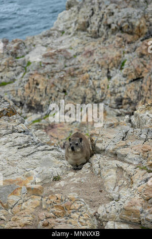 Rock (rock hyrax dassie) sur le rivage à Walker Bay, Hermanus, Afrique du Sud Banque D'Images