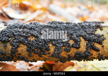 Exidia glandulosa jelly champignon, connu sous le nom de sorcière noir Beurre, black Jelly Roll, ou champignon warty jelly Banque D'Images