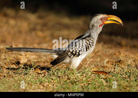 Calao à bec jaune (Tockus flavirostris), Kruger National Park, Afrique du Sud Banque D'Images