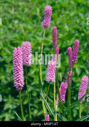 La bistorte Persicaria 'rouge' Hohe Tatra Banque D'Images