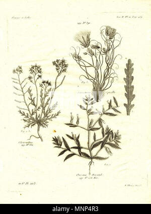 . Deutsch : Pallas. Bemerkungen auf einer Reise in die Statthalterschaften Rußischen des südlichen Reichs in den Jahren 1793 und 1794 (Leipzig, 1799-1801) Nicolas Tomas Cheiranthus Erysimum Scorzonera pusilla  =  =  = Takhtajaniantha Podonosma pusilla Onosma orientalis orientalis . Entre 1799 et 1801. Nicolas Thomas 955 Pallas Reise 1 Banque D'Images