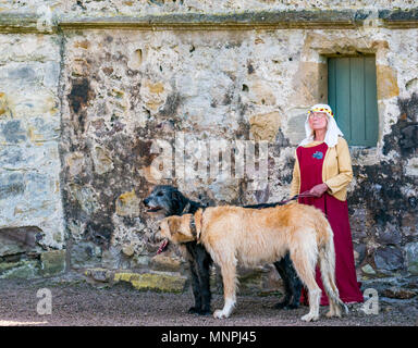 Dirleton, East Lothian, Scotland, UK, 19 mai 2018. L'attaque du château de Dirleton re-enactment. La Société historique du stade d'un sautoir de reconstitution d'une attaque par Robert the Bruce, roi d'Ecosse, autour de 1311, pour prendre le château de l'anglais, vêtu de vêtements authentiques et d'armures et armés de répliques d'armes dans l'environnement historique Ecosse de Dirleton Castle. Une femme en costume avec les lévriers irlandais Banque D'Images