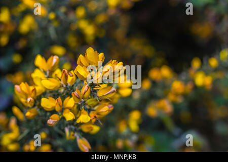 Photo gros plan d'un bush ajoncs couvert de fleurs jaunes Banque D'Images