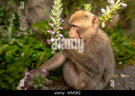 Macaque prises dans la réserve naturelle de Gibraltar au coucher du soleil. Banque D'Images