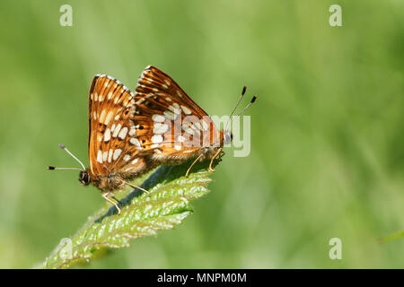 Une superbe paire de l'accouplement Duc de Bourgogne Papillon (Hamearis lucina) perché sur une feuille. Banque D'Images