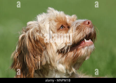 Un joli coup de tête d'un jeune chien Cavapoo. La race est également connu sous le nom x caniche Cavalier King Charles Spaniel, Cavoodle Cavoo,. Banque D'Images