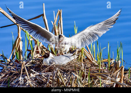 Mouette parents la préparation pour la prochaine génération Banque D'Images