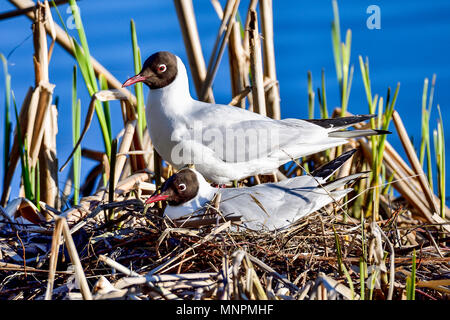 Mouette parents la préparation pour la prochaine génération Banque D'Images